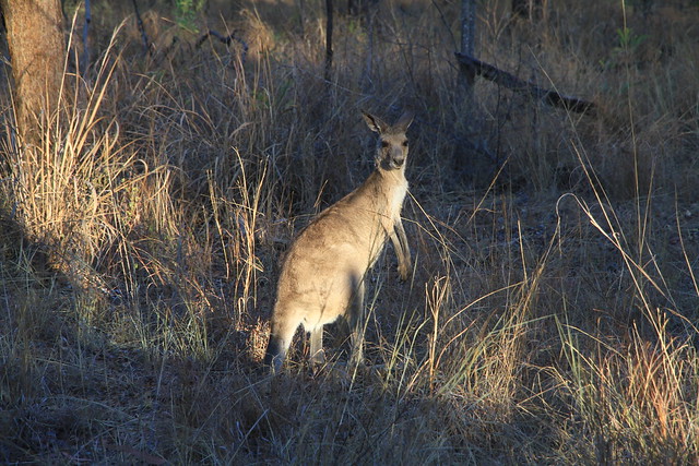 Eastern Grey Kangaroo-澳洲昆士蘭Undara Experience-20141116-賴鵬智攝-1