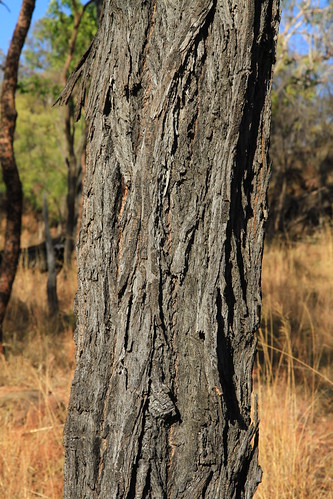 桉樹樹幹紋理-澳洲昆士蘭Undara Experience-20141117-賴鵬智攝