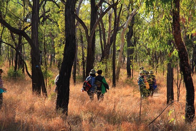 澳洲昆士蘭Undara Experience-清晨Bush walk-20141117-賴鵬智攝-4