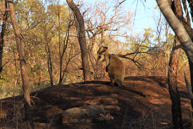 Swamp Wallaby(Black  Wallaby)澳洲昆士蘭Undara Experience-20141117-賴鵬智攝-4
