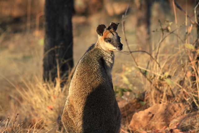 Swamp Wallaby(Black  Wallaby)澳洲昆士蘭Undara Experience-20141117-賴鵬智攝-1