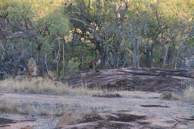 Common Wallaroo-澳洲昆士蘭Undara Experience-20141116-賴鵬智攝