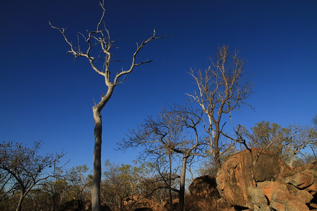 澳洲昆士蘭Undara Experience-枯樹景觀-20141117-賴鵬智攝-3