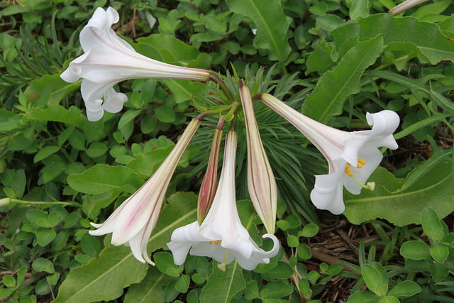 台灣百合-百合科(Liliaceae)百合屬(Lilium)-宜蘭龜山島-20160504-賴鵬智攝-2