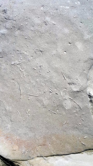 基隆和平島-生痕化石-賴鵬智攝-20160815_114537