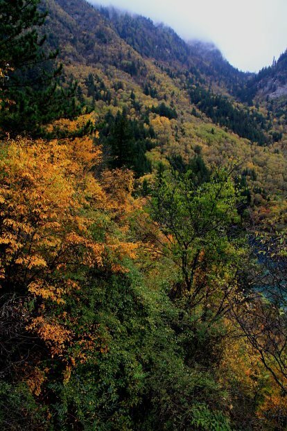 四川九寨溝景觀-樹木色彩-20131015-賴鵬智攝-2-直-縮
