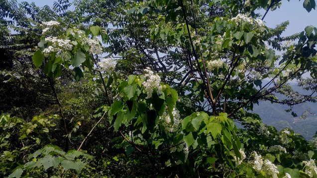 10-油桐葉與花-大戟科-南投信義雙龍村-賴鵬智攝-20170504_111157-縮