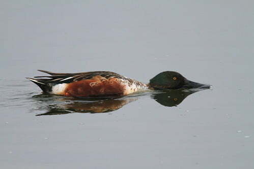 琵嘴鴨雄鳥覓食-雁鴨科鴨屬-嘉義東石鰲鼓-20121120-賴鵬智攝-1