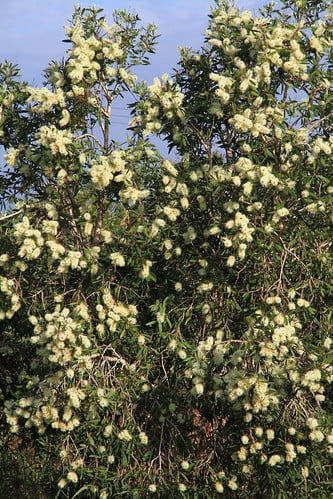 白千層開花-桃金孃科白千層屬-嘉義東石鰲鼓村-20121201-賴鵬智攝-直1