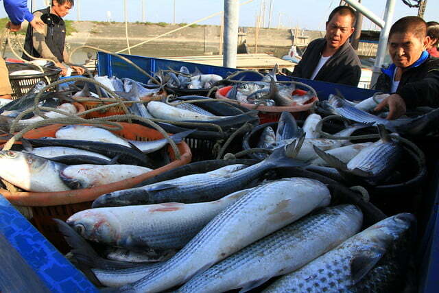 嘉義東石鰲鼓烏魚船豐收-20121221-賴鵬智攝-25