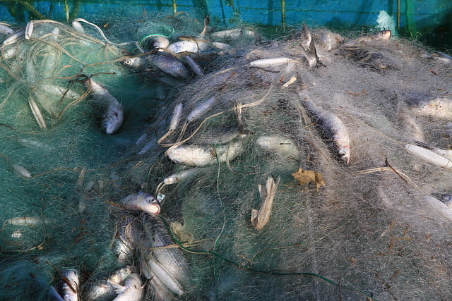 嘉義東石鰲鼓烏魚船豐收-20121221-賴鵬智攝-11