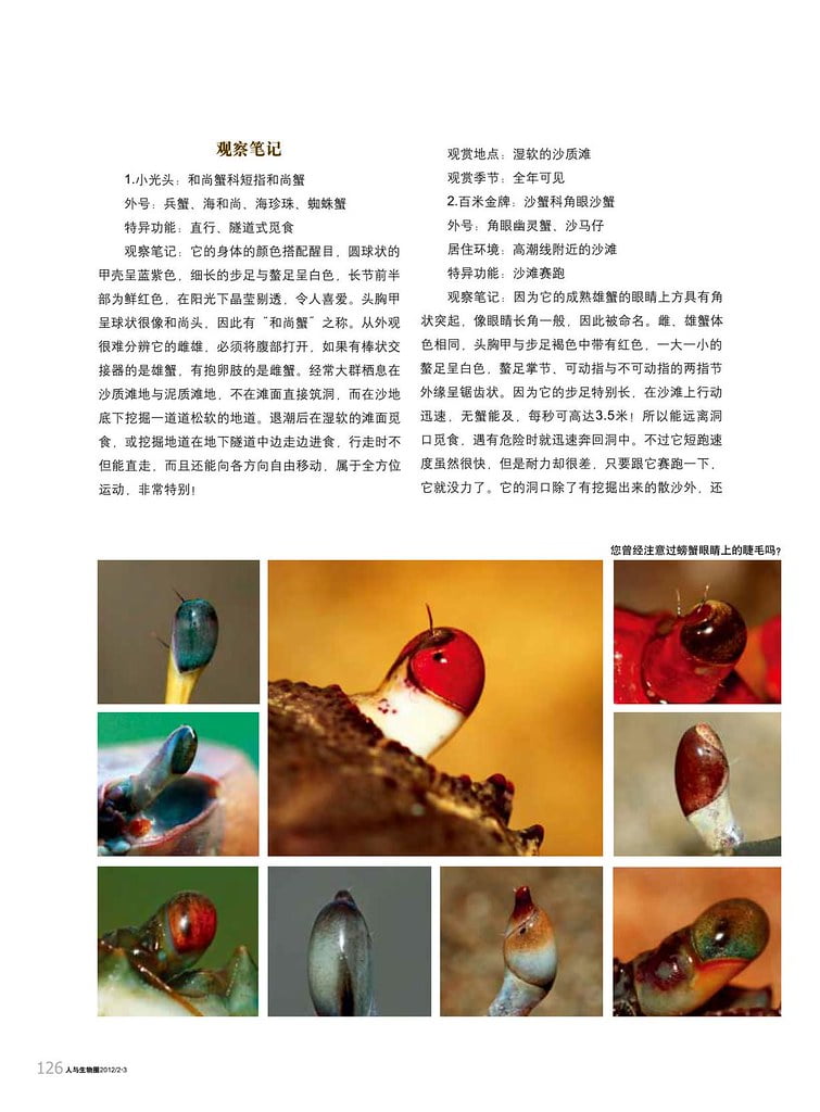 人與生物圈生態攝影專輯-螃蟹拍攝入門-鄭清海-5-2012