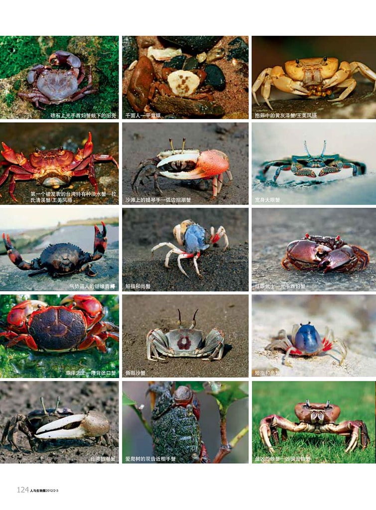 人與生物圈生態攝影專輯-螃蟹拍攝入門-鄭清海-3-2012
