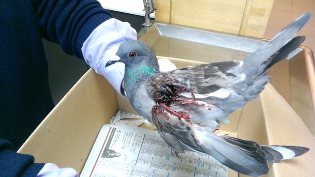 鴿子受傷送醫截肢-20130304-賴鵬智攝