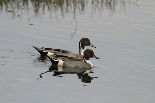 尖尾鴨雄鳥2 隻-雁鴨科-鰲鼓濕地-20121227-賴鵬智攝-6