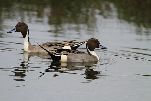 尖尾鴨雄鳥2 隻-雁鴨科-鰲鼓濕地-20121227-賴鵬智攝-5