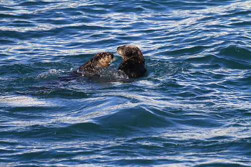 海獺Sea Otter-阿拉斯加Kenai Fjords-201305281811-賴鵬智攝-11