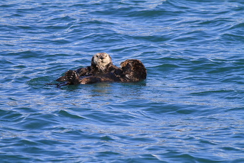 海獺Sea Otter-阿拉斯加Kenai Fjords-201305281810-賴鵬智攝-6