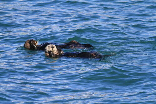 海獺Sea Otter-阿拉斯加Kenai Fjords-201305281810-賴鵬智攝-4