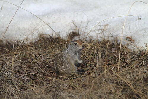 北極地松鼠Arctic ground squirrel-阿拉斯加Denali NP-20130525-賴鵬智攝-5